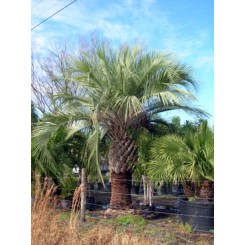Pindo Palm 9' Clear Trunk